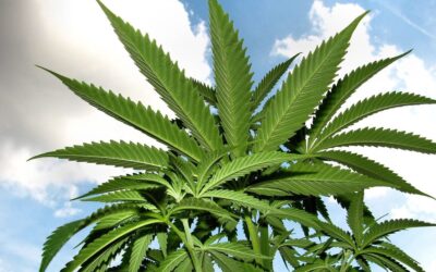 Virginia GOP Lawmakers Begin Forming Plans For Marijuana Sales Launch