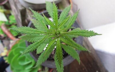 South Carolina Senate Begins Long-Anticipated Medical Marijuana Debate