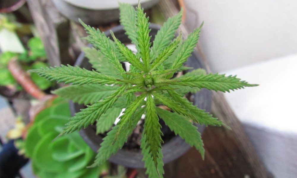 South Carolina Senate Begins Long-Anticipated Medical Marijuana Debate