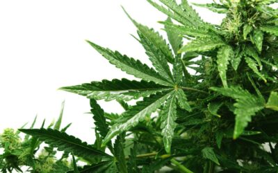 New York’s Proposed Cannabinoid Hemp Regulations