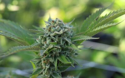 Ohio 1 step closer to legalizing recreational marijuana