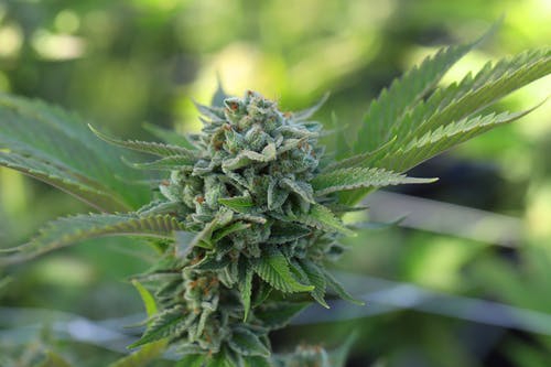 Ohio 1 step closer to legalizing recreational marijuana