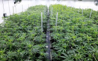 Where the Cannabis Industry is Headed in 2022