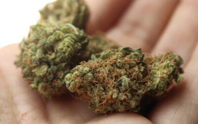 Delaware Lawmakers Approve Marijuana Legalization Bill In Committee Vote