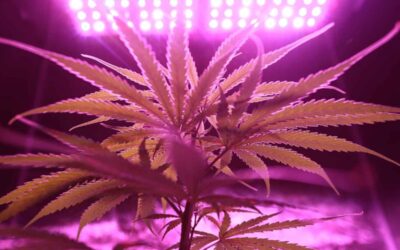 Thailand Drops Cannabis From Its List of Controlled Narcotics