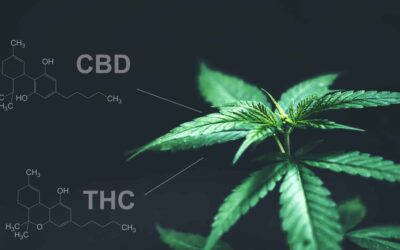 Los Angeles to Prioritize ‘Social Equity Applicants’ for New Retail Cannabis Licenses