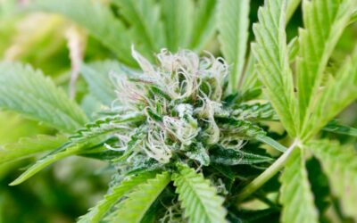 Pennsylvania Lawmakers Host First Cannabis Legalization Hearing