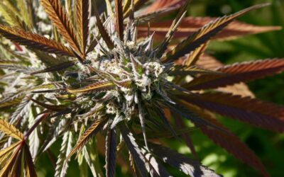 McConnell Blasts Marijuana Banking In House-Passed China Bill, Calling It A ‘Poison Pill’