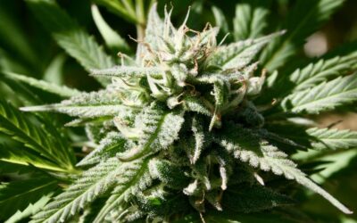 Top Maryland Lawmaker Files Marijuana Legalization Bill In Anticipation Of Ballot Referendum Passing