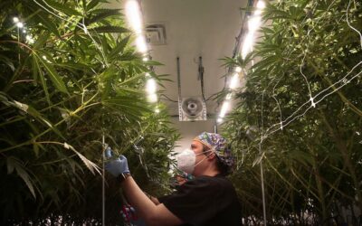 Booming Missouri medical marijuana industry bets on full legalization in 2022