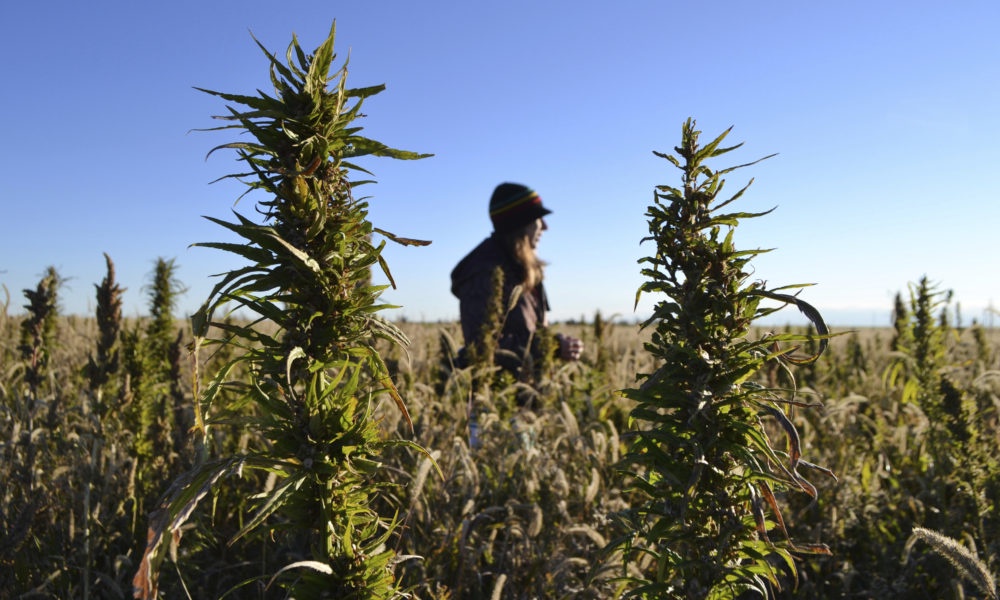 Nebraska Medical Marijuana Bill Derided As ‘Poison Pill”