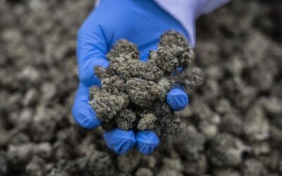 Israeli bigwigs eye profits from cannabis legalization