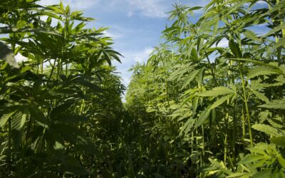 Hemp Could Have More THC Under New Congressional Bill That Aims To Fix Regulatory Issues For Expanding Industry