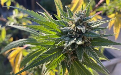 Oklahoma Becomes Marijuana Legalization Battleground Between Advocates, With Legal Challenges And A New Ballot Initiative