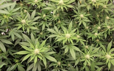 South Dakota Lawmakers Approve Marijuana Legalization And Taxation Bills In Committee