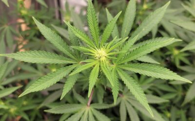 New York Governor Signs Bill To Let Hemp Farmers Start Growing Adult-Use Marijuana While Promoting Equity