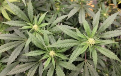 South Carolina Senate Approves Medical Marijuana Bill On Initial Vote After Weeks Of Debate