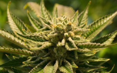 South Africa is currently the third-largest illegal cannabis producer in the world.