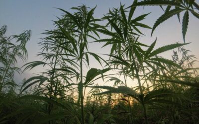 Three In Four Florida Voters Support Legalizing Marijuana, New Poll Finds