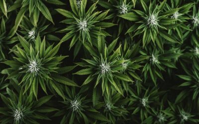 Illicit Cannabis Cultivation In National Parks: Bad For Tourism, Worse For Environment