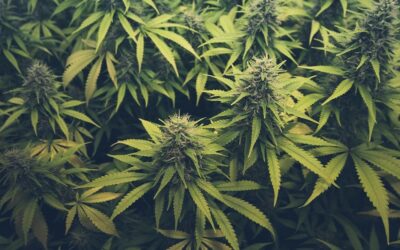 US Senate Candidates Embrace Cannabis Reform Issues in Campaign Strategy