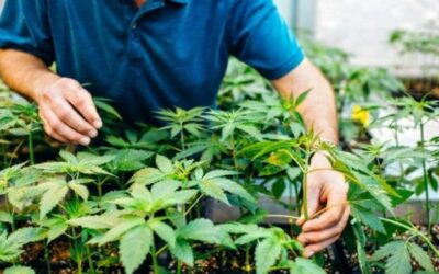 N.Y. lawmakers approve bill to speed up recreational marijuana cultivation