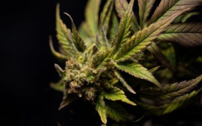 Should Connecticut change mold and yeast levels in medical cannabis?