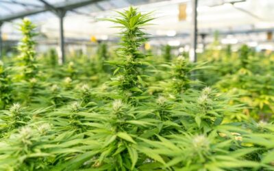 Michigan marijuana market evolves on different fronts