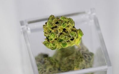 Minnesota’s medical marijuana program to include flowers for smoking next month