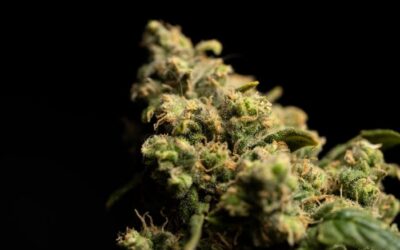 Focusing on vertical integration in the cannabis industry