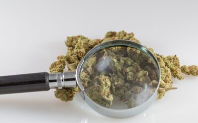 Top Federal Drug Agency Funds Research On Differing Legal Marijuana Regulatory Models