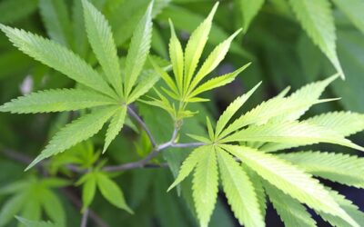 Adult-Use Legislative Efforts Advance in Delaware, Maryland, and South Dakota
