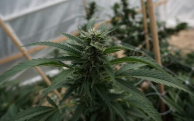 New York Lawmakers Send Marijuana Licensing And Equity Bill To Governor’s Desk