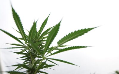 South Carolina Medical Marijuana Legalization Bill Officially Approved In Senate, Heads For House Consideration