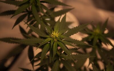 Cannabis industry at a tipping point waiting for regulations