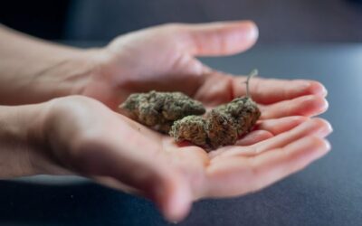 Nebraska medical cannabis bill fizzles in committee