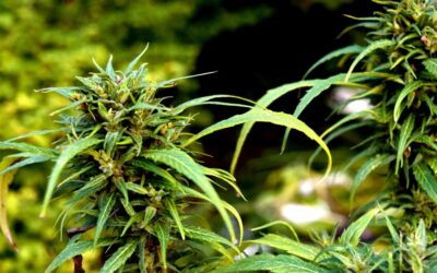 Marijuana Legalization Bill Heads To Delaware House Floor Following Second Committee Approval