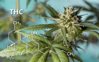 New Bill Would Raise THC Limit In Hemp To 1%