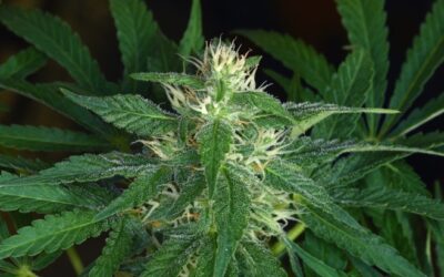 Lawmakers, Cops Consider Adult-Use Cannabis Legalization in Pennsylvania