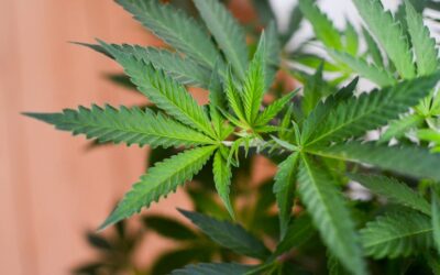 South Dakota Lawmakers Revive Marijuana Legalization Bill In ‘Smoke Out’ Vote A Day After Committee Defeat