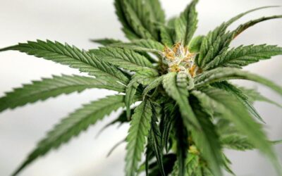 Workers who legally use cannabis can still lose their jobs