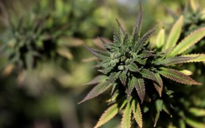 Biden admin to applicants: Maybe don’t invest in weed companies