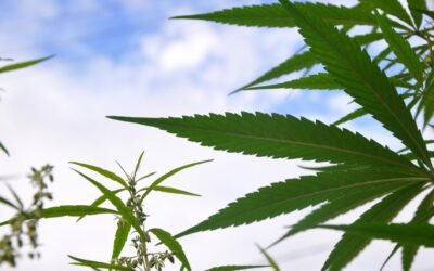 Pennsylvania Senate Committee Holds Second Marijuana Legalization Hearing As Reform Bill Is Drafted