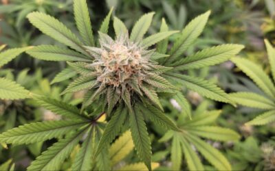 Maryland Senators Begin Considering Marijuana Legalization Bills, Days After House Approves Referendum