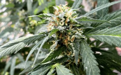 Three In Four New Hampshire Residents Support Legalizing Marijuana, With Bipartisan Majorities Backing State-Run Model