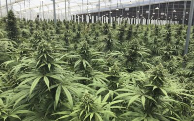 Colombia’s Clever Leaves to provide medical cannabis to Australia