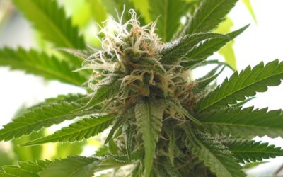 South Dakota: Governor Signs Legislation Preserving Patients’ Home Cultivation Rights