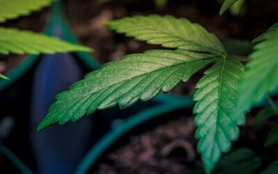GOP Congresswoman Says Her Marijuana Legalization Bill Will Get A Hearing In Democratic-Controlled Congress
