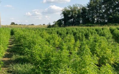 Minnesota’s hemp industry in trouble, advocates push legislature for fixes