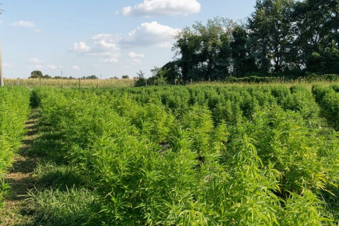 Minnesota’s hemp industry in trouble, advocates push legislature for fixes